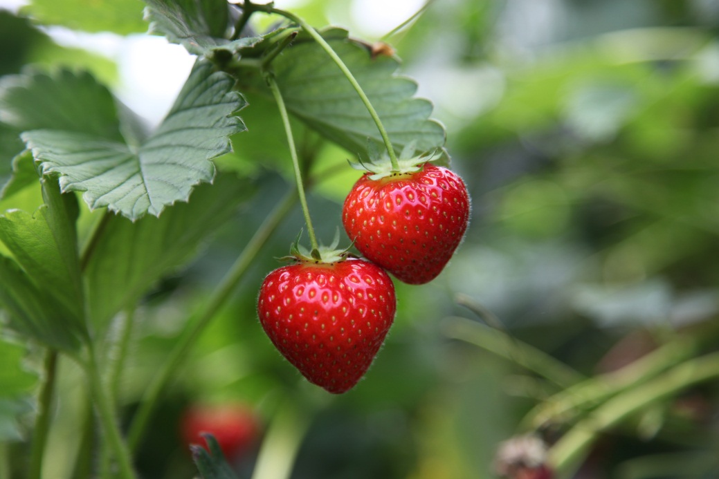 British Strawberries British Strawberries