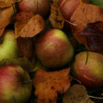 Winter apples