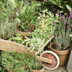 February Herbs on Saturday Challenge: Win a copy of the Self-sufficiency Foraging book