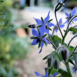 July Cooking with Herbs Round-Up