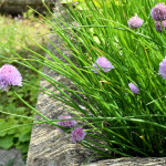 July Cooking with Herbs Challenge (Herbs on Saturday) Win a Foraging & Wild Food Book
