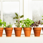 The NEW Cooking with Herbs challenge is open for October: Just cook with HERBS to enter!