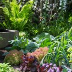 Seasonal Kitchen Garden Plants That Bring Dishes to Life