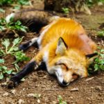 Bringing a Little Wildlife to Your Own Space