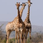 Bucket List African Road Trips