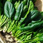 Creative Ways to Use Fresh, Local Ingredients in Everyday Cooking
